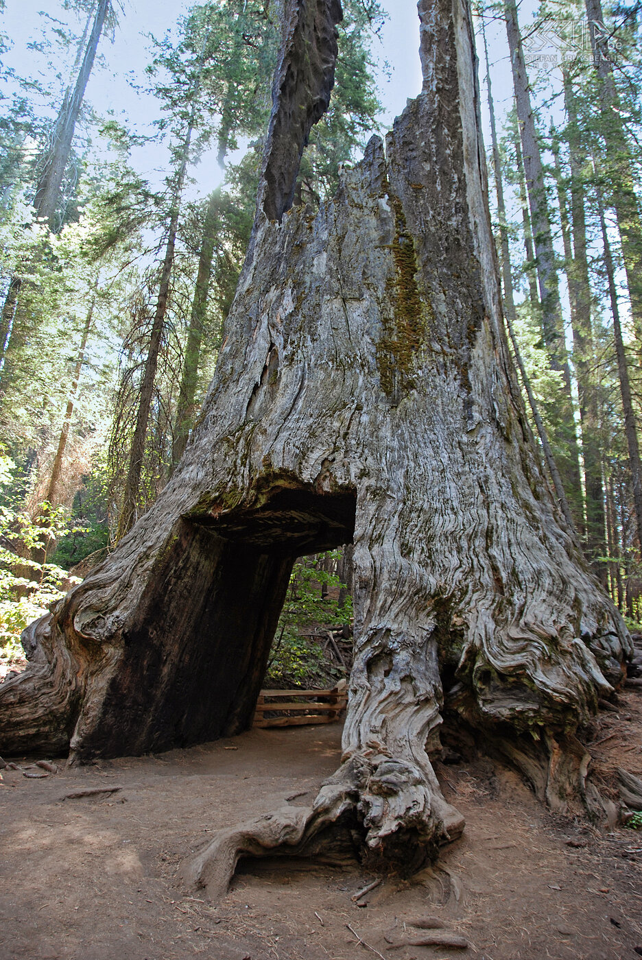 Yosemite - Mariposa Grove - Wawona Tunnel Tree Aan de westkant van Yosemite ligt Mariposa Grove waar je enkele reusachtige sequoia bomen kan bewonderen. Deze bomen kunnen tot 80m hoog en meer dan 2000 oud worden. De Wawona Tunnel Tree werd in 1881 gekapt als toeristische attractie zodat koetsen en nadien auto's er konden doorrijden. Stefan Cruysberghs